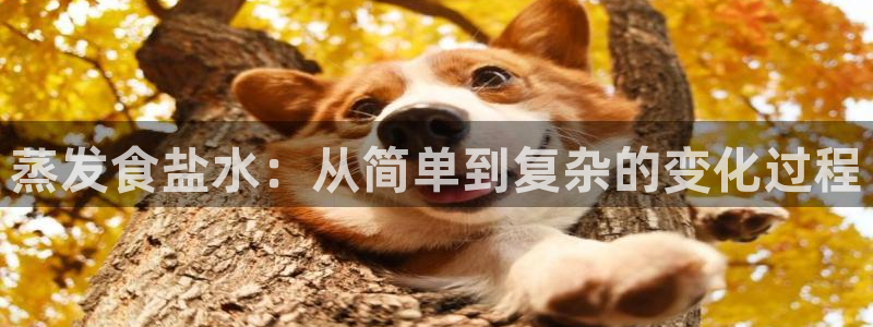 威九国际网站经常打不开网页